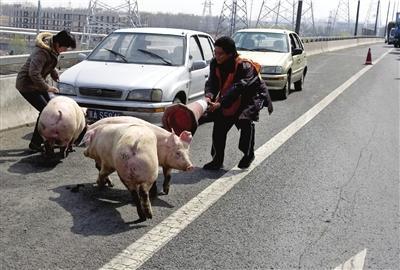 送猪货车爆胎 北京五环桥上捉猪半晌拥堵