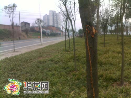 事发地 树木斑斑伤痕“叙述”惨祸 何青枚摄