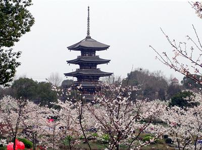 虹桥、小岛、叠水、置石等景观掩映在烂漫樱花丛中