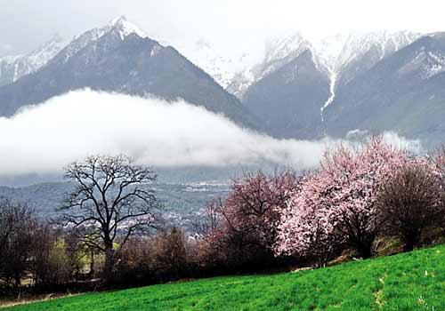 雪山桃花别样红